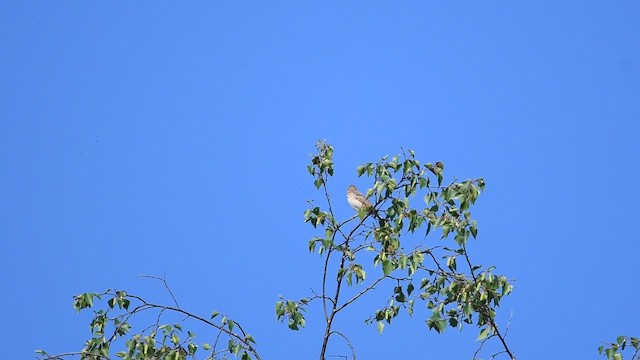 Tree Pipit - ML647013775