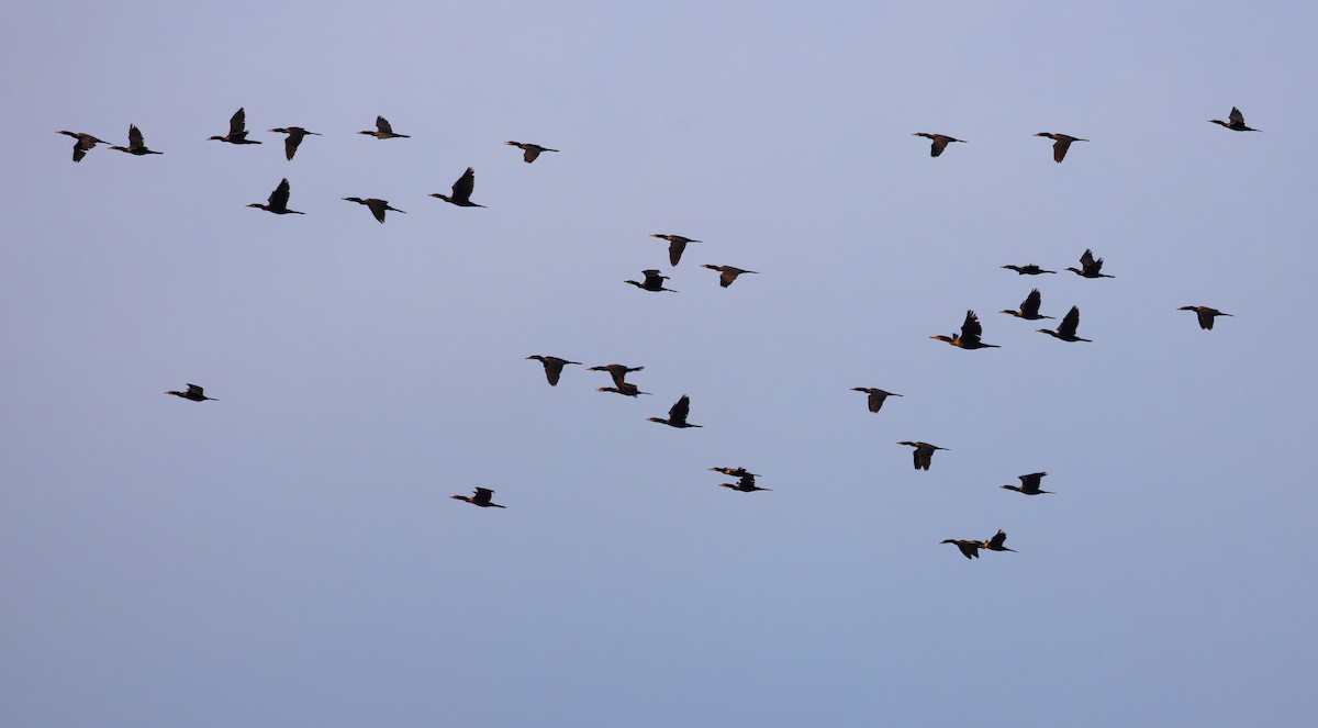 flodskarv - ML647013779