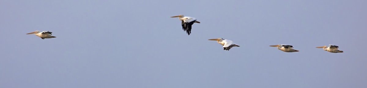 amerikapelikan - ML647013780