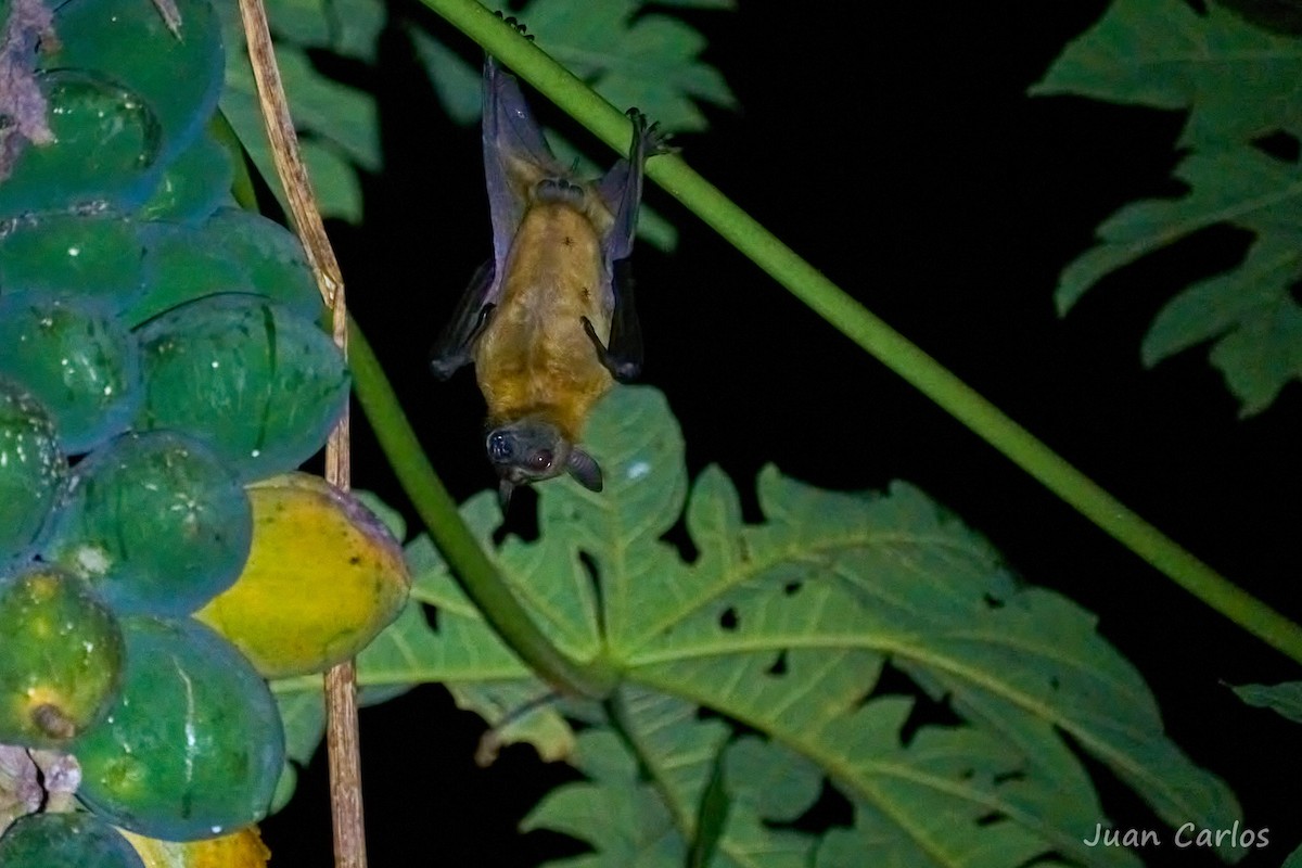 Animals - ML647013782