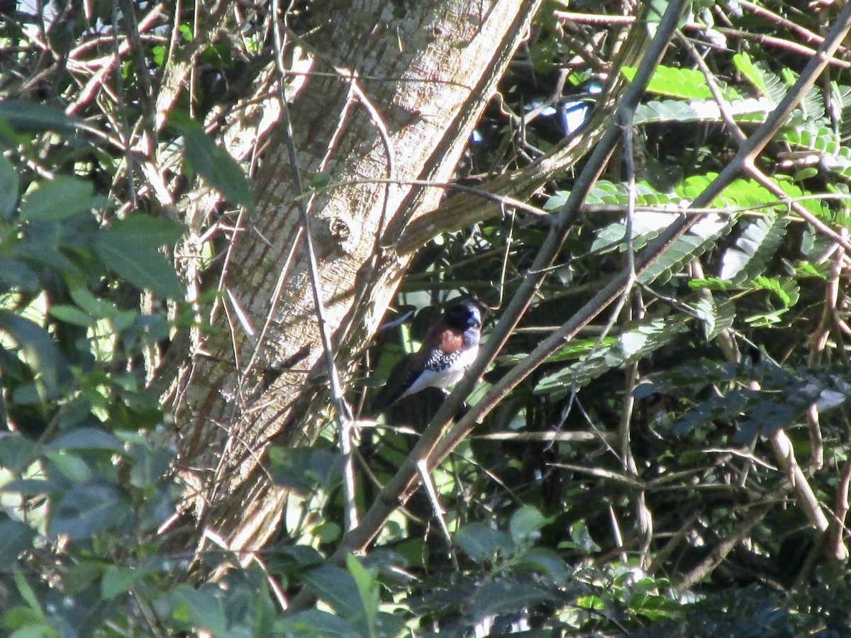 svarthodemannikin - ML647013793