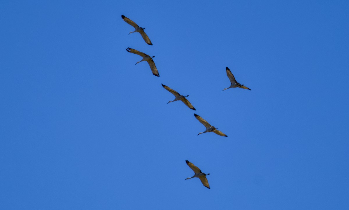 kanadatrane - ML647013796