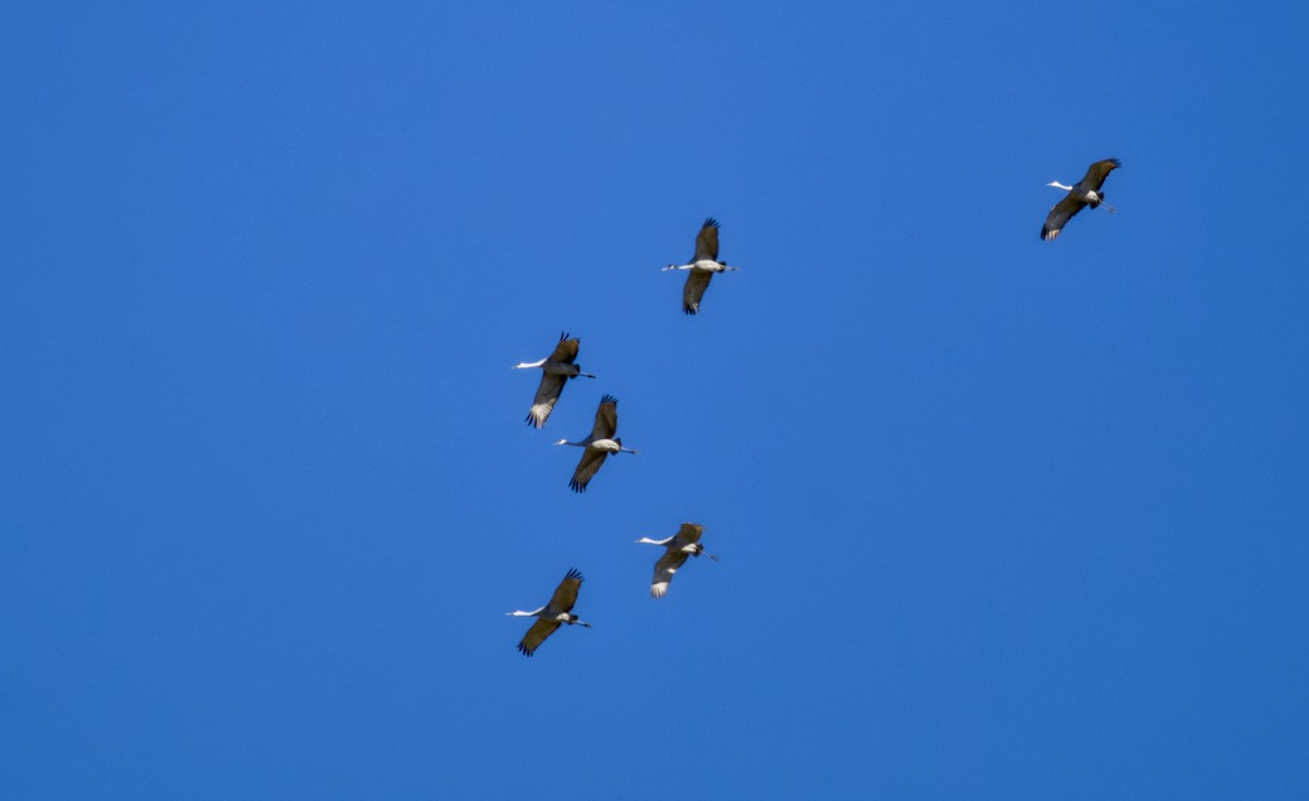 kanadatrane - ML647013797