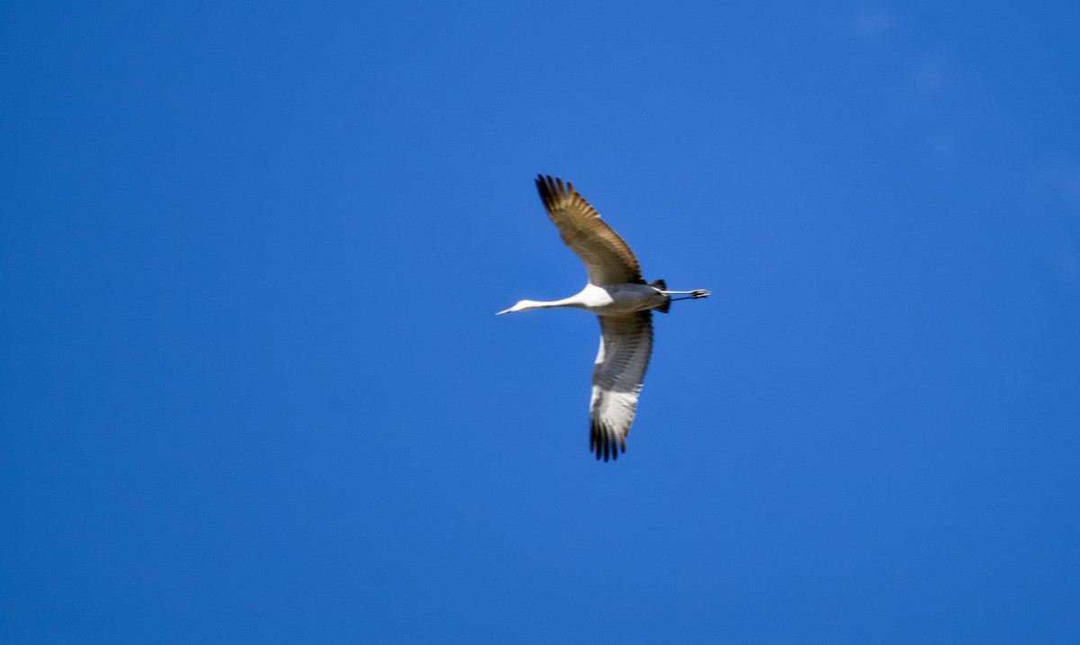 kanadatrane - ML647013798