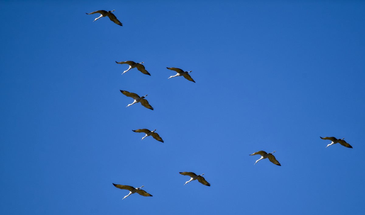 kanadatrane - ML647013799