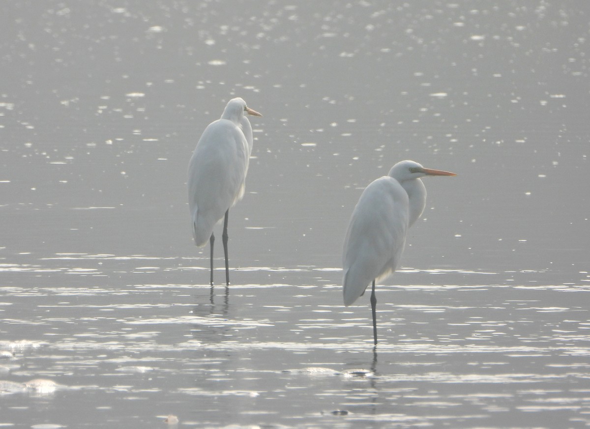 duskhegre - ML647013802