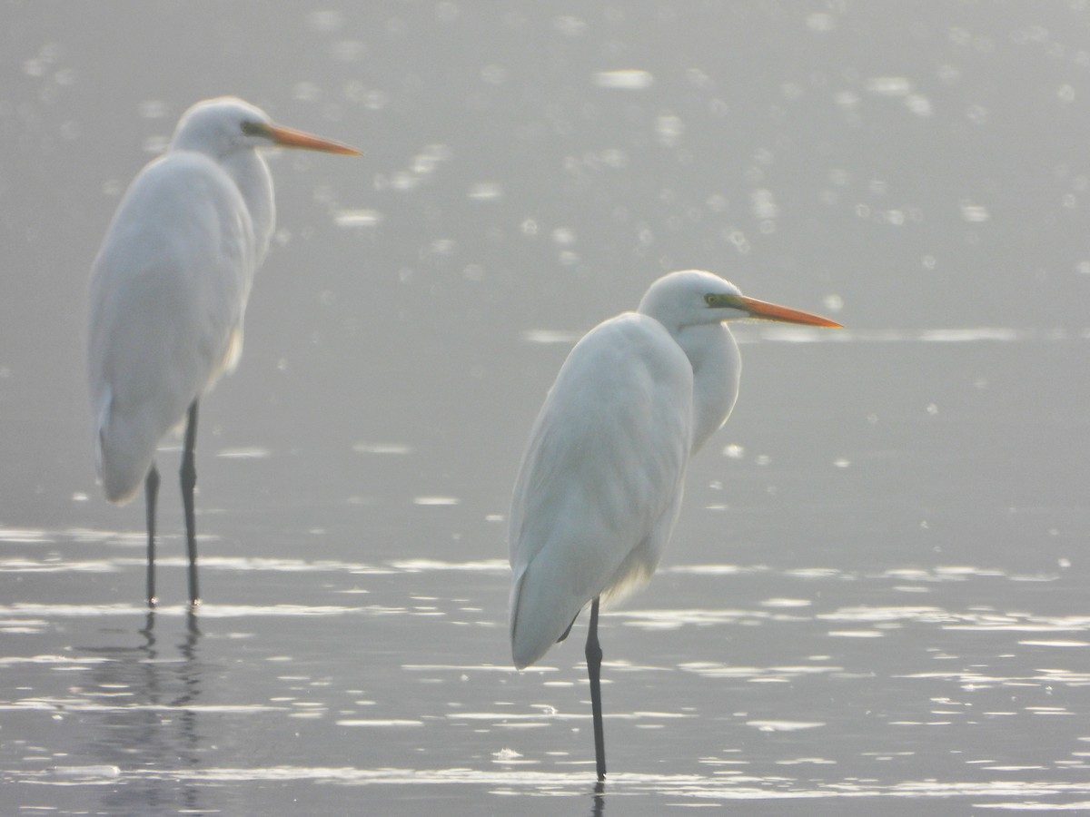 duskhegre - ML647013803