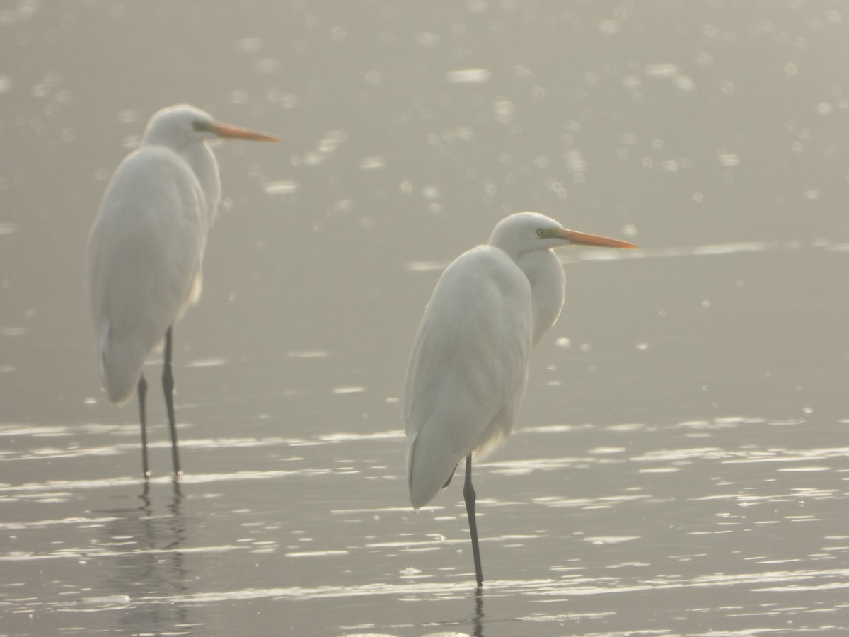 duskhegre - ML647013804