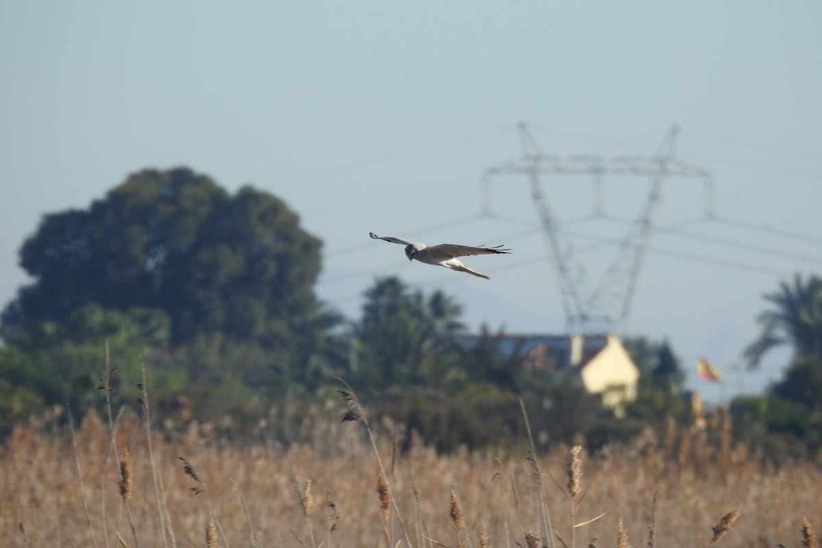 steppehauk - ML647013805