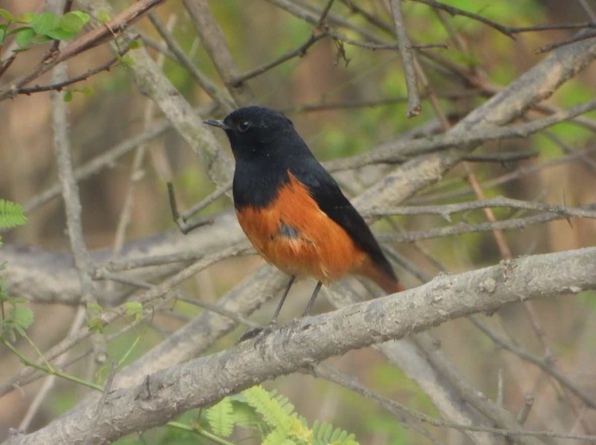 svartrødstjert - ML647013806