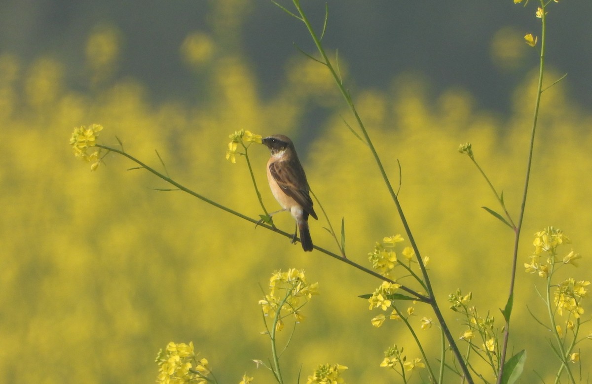 russesvartstrupe - ML647013807