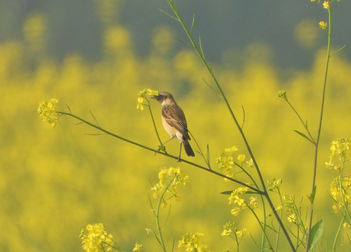 russesvartstrupe - ML647013808