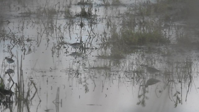 Wood Sandpiper - ML647013809