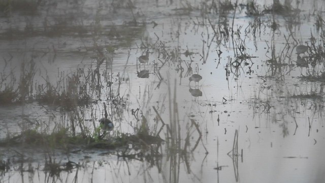 Wood Sandpiper - ML647013810