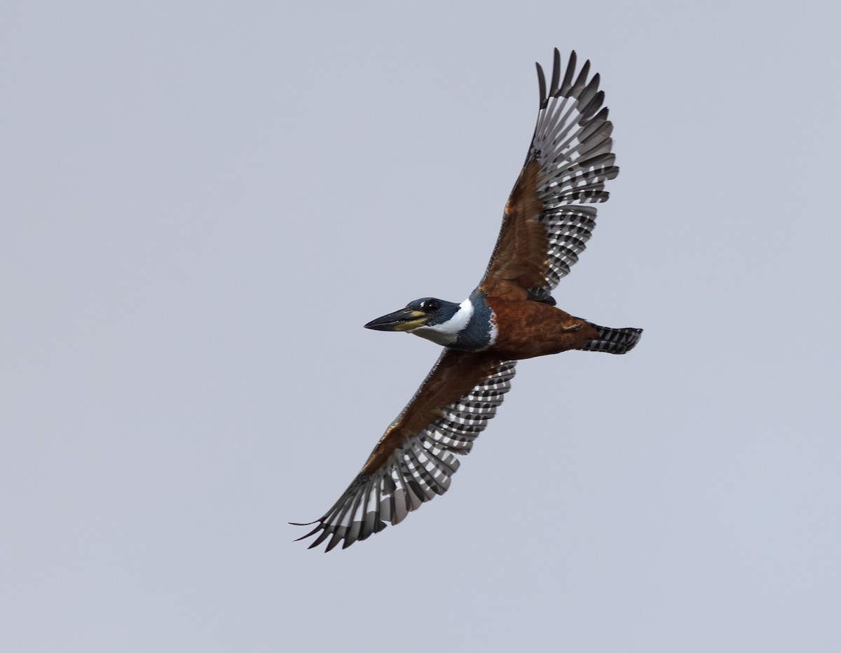 ringisfugl - ML647013811