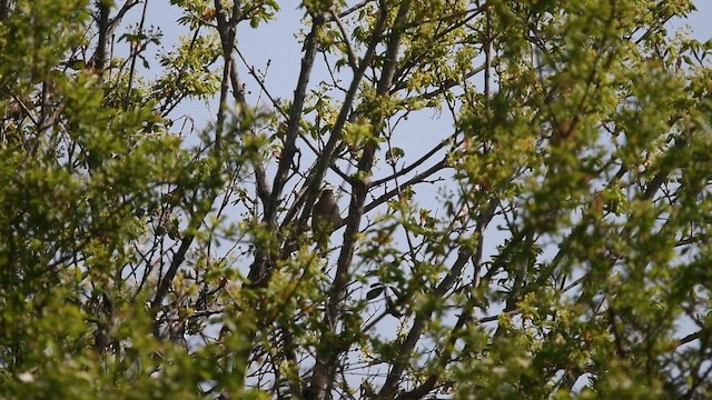 Common Nightingale - ML647013812