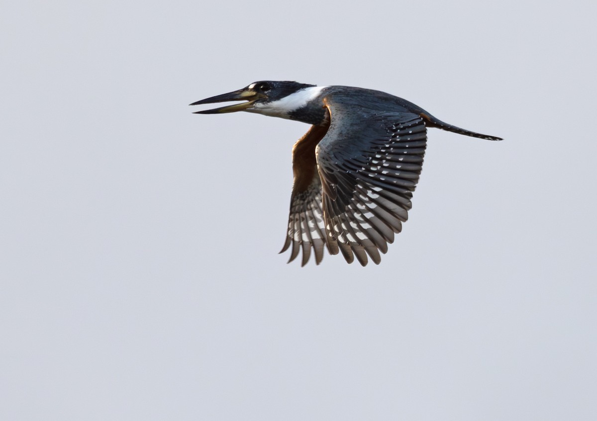 ringisfugl - ML647013813