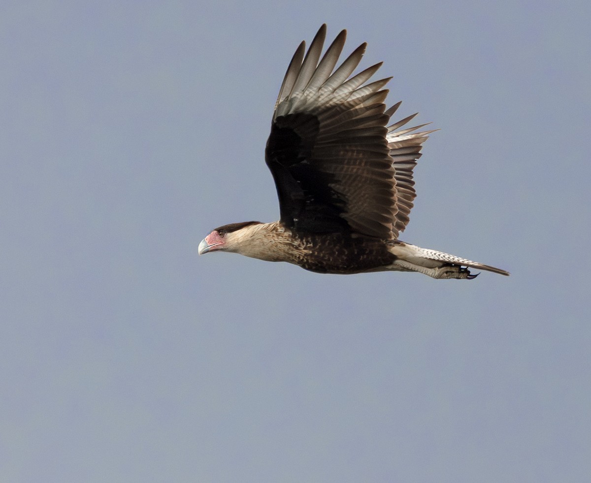 Crested Caracara - ML647013816