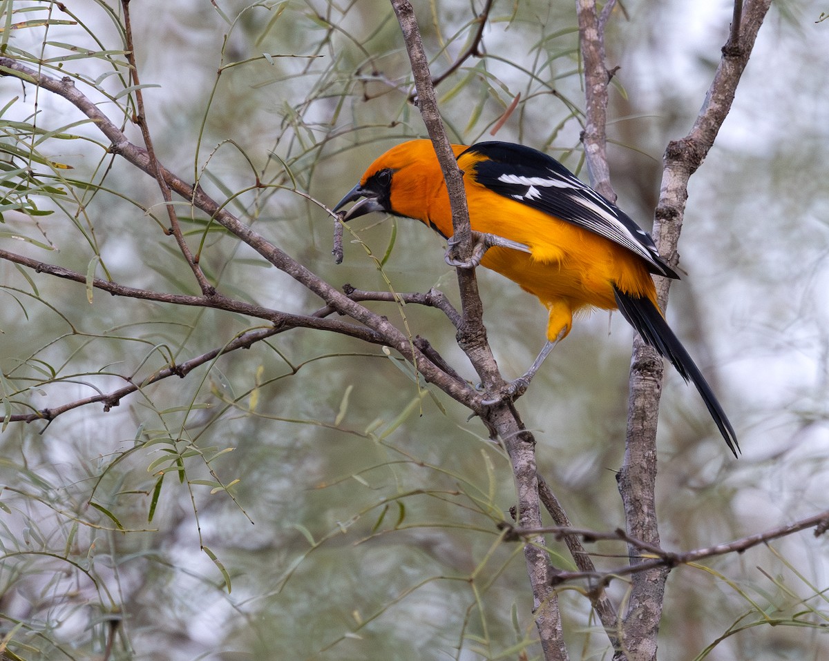 Altamira Oriole - ML647013821
