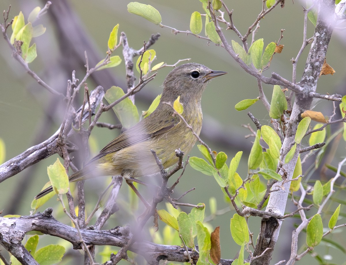 Orange-crowned Warbler - ML647013827