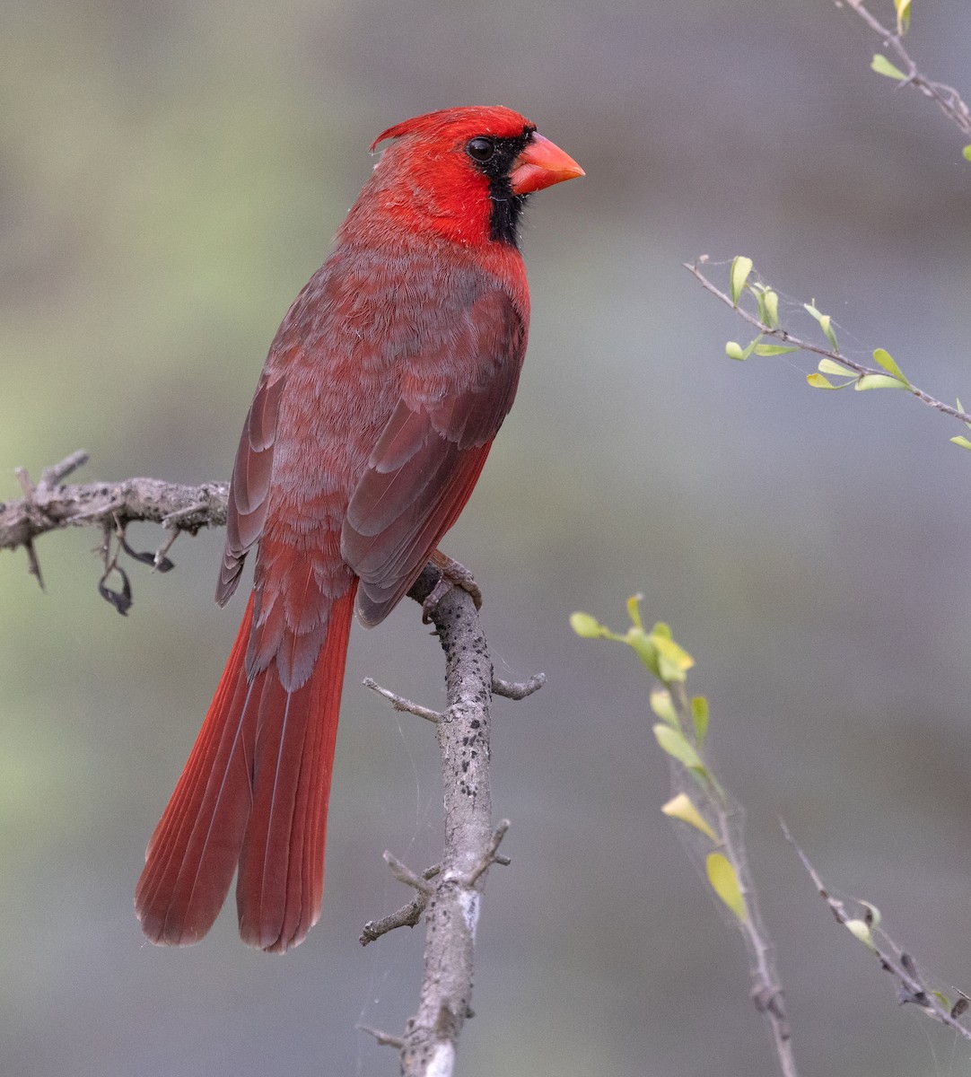 Northern Cardinal - ML647013832