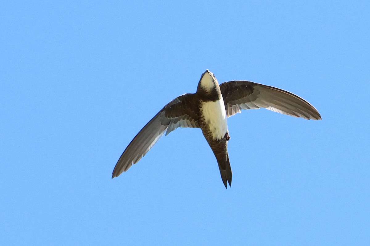 Alpine Swift - ML647013849