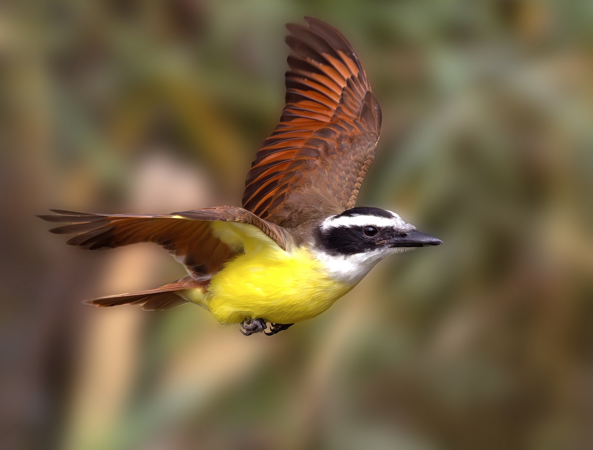 Great Kiskadee - ML647013851