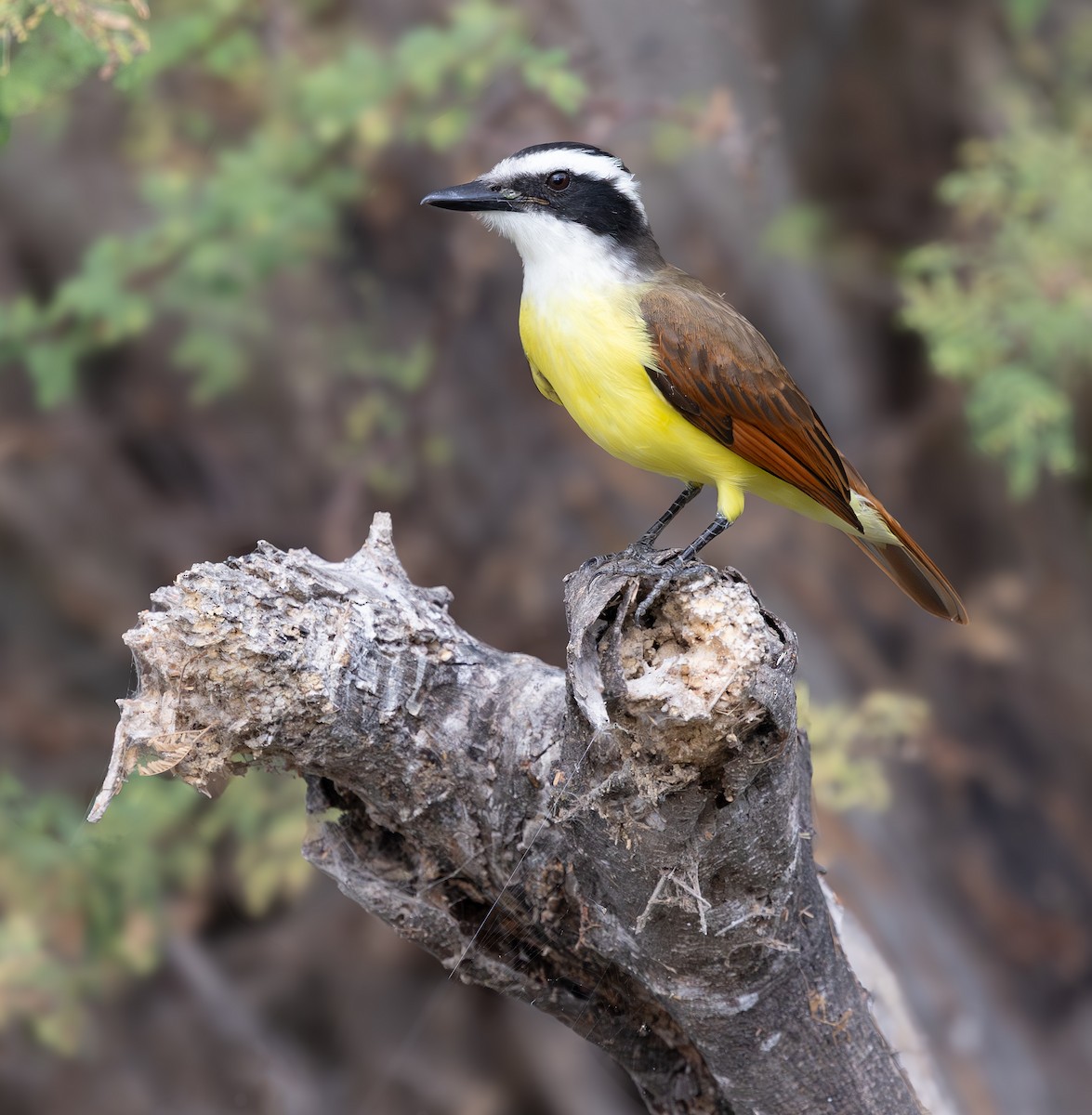 Great Kiskadee - ML647013853