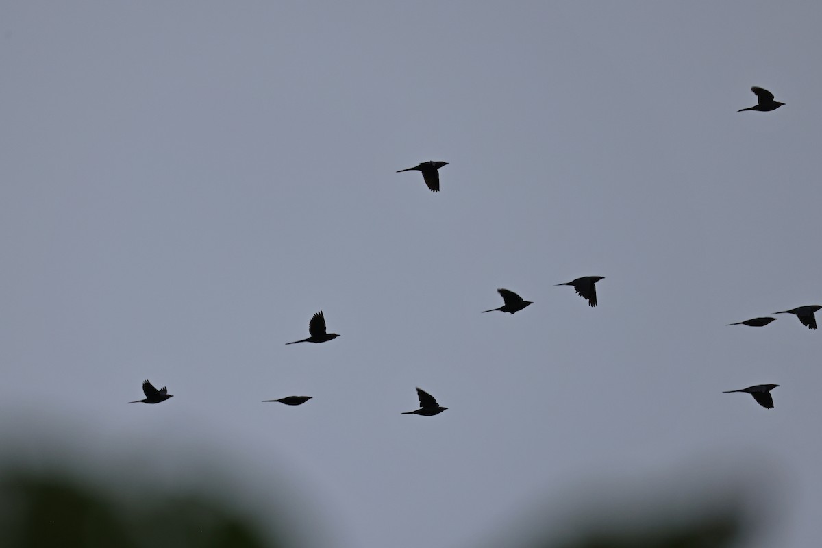 špaček lesklý [skupina metallica] - ML647013864