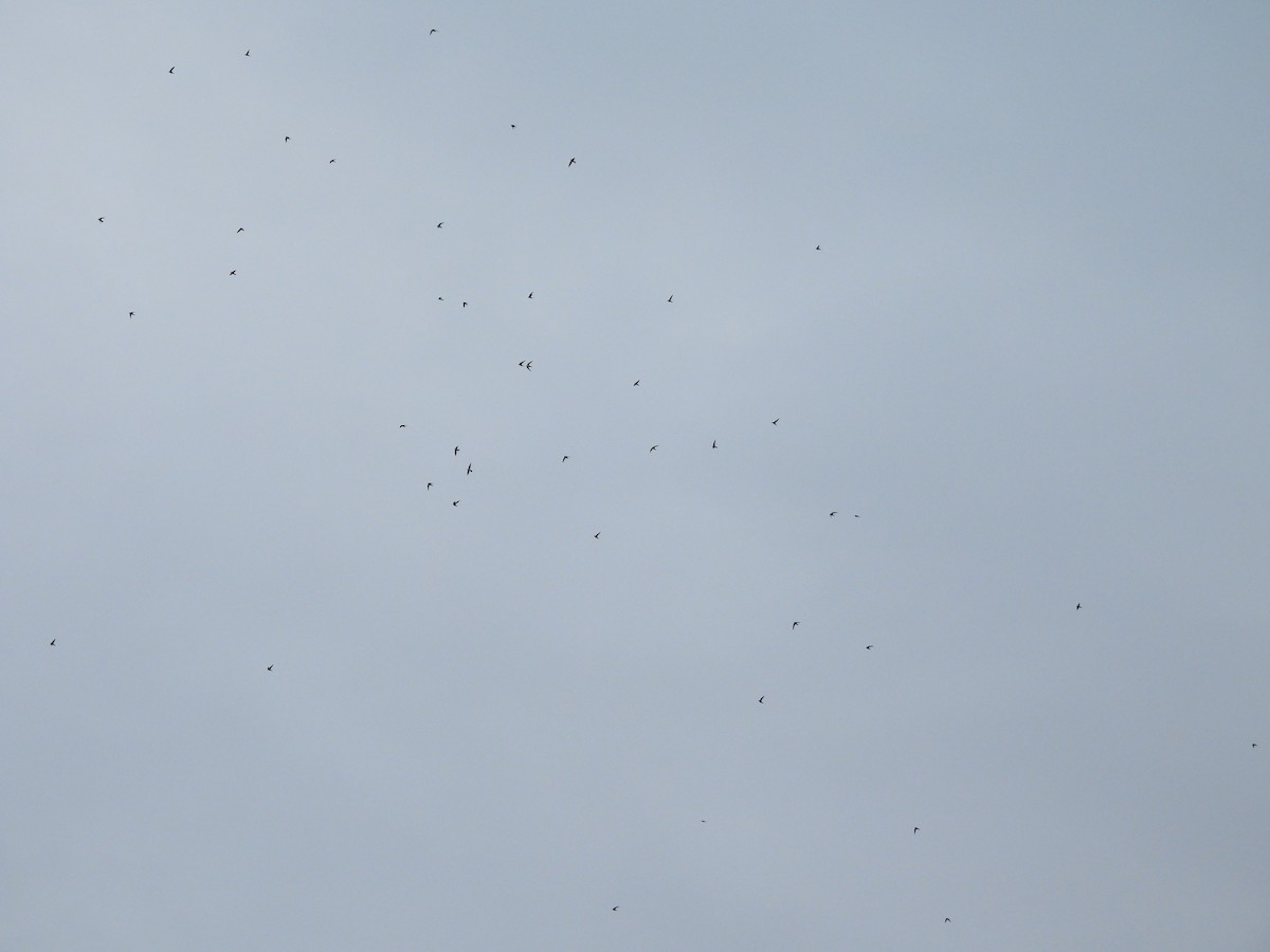 Alpine Swift - ML647013876