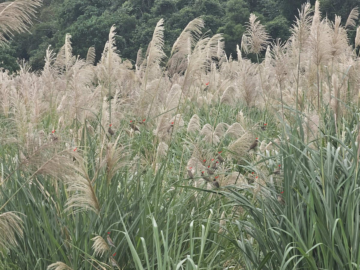 斑文鳥 - ML647013897