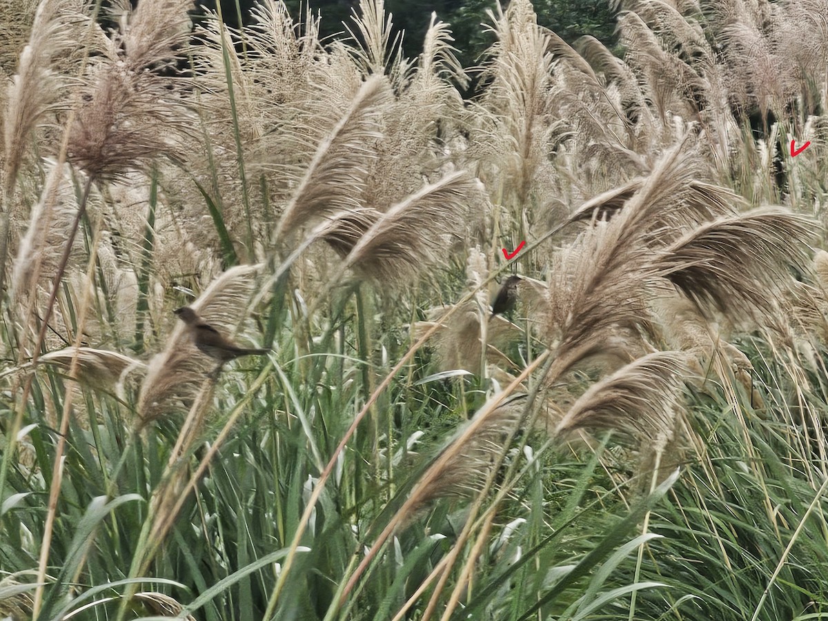 斑文鳥 - ML647013898