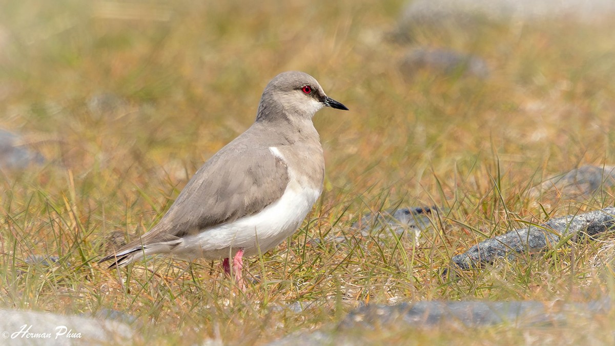 Magellanic Plover - ML647013900