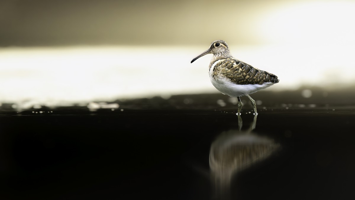 彩鷸 - ML647013901