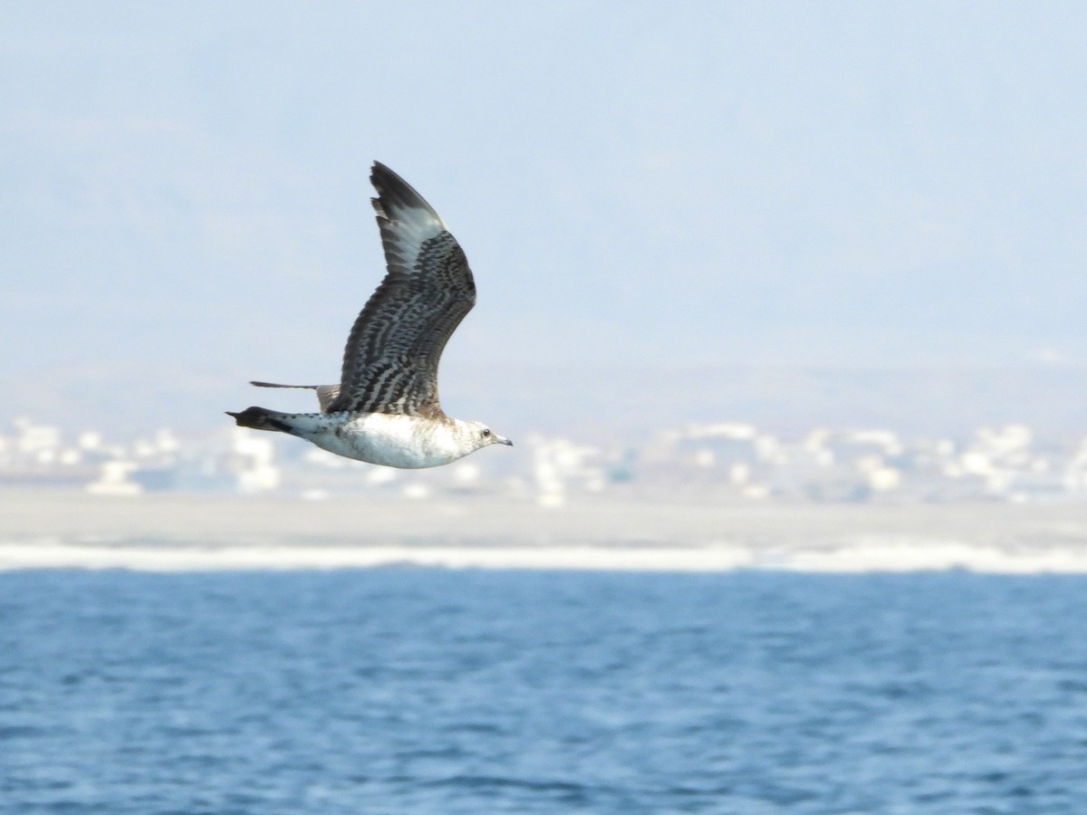 短尾賊鷗 - ML647013904