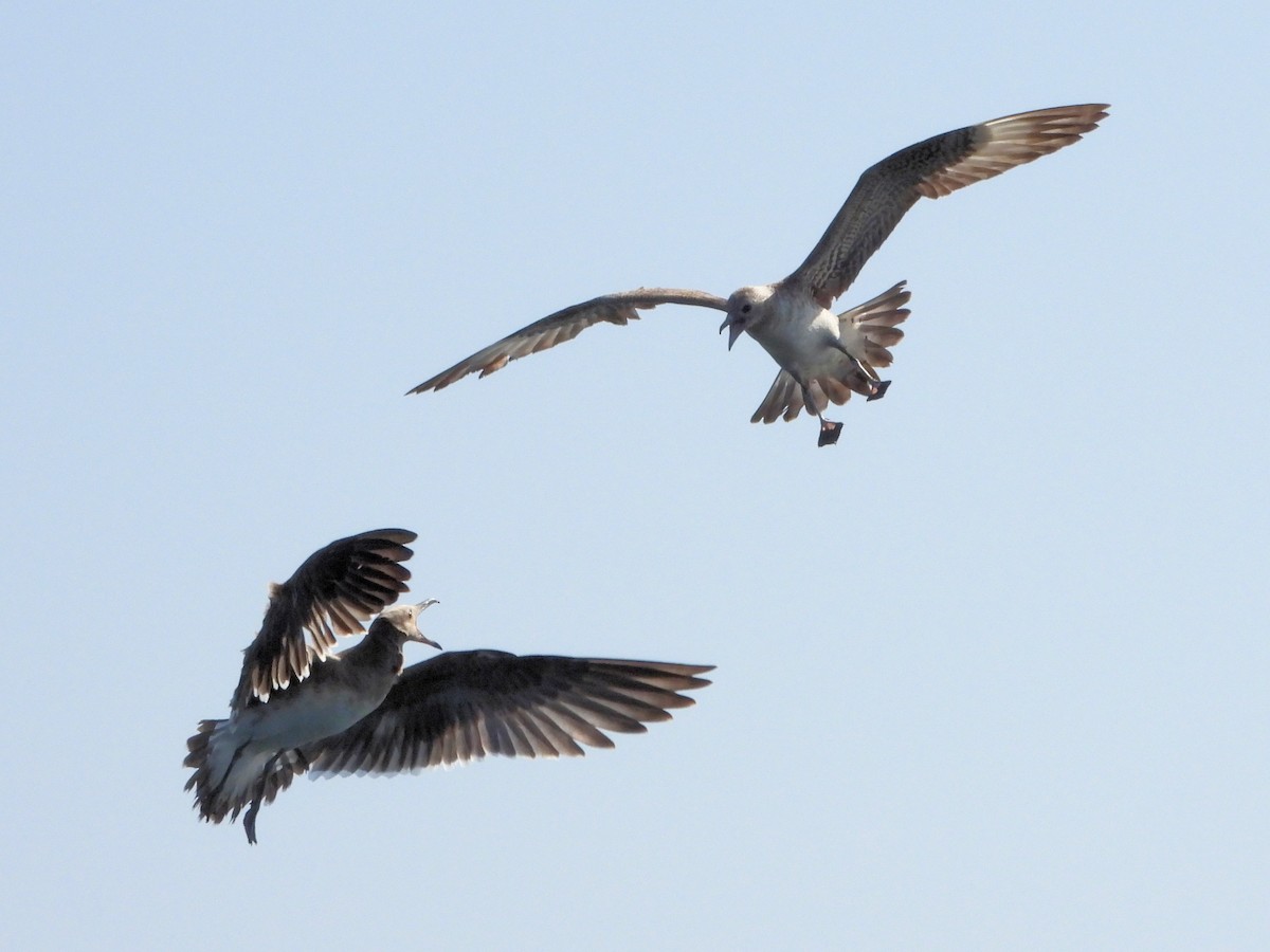 短尾賊鷗 - ML647013905