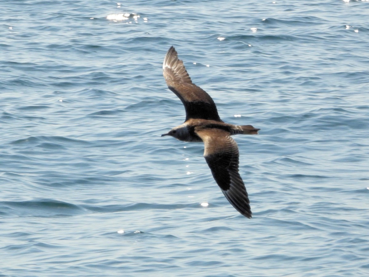 短尾賊鷗 - ML647013906