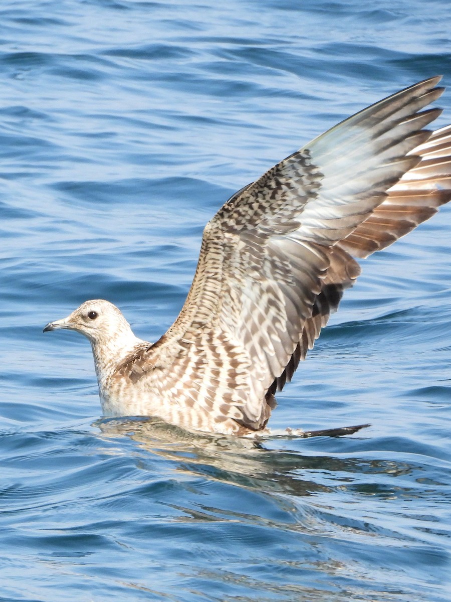 短尾賊鷗 - ML647013907