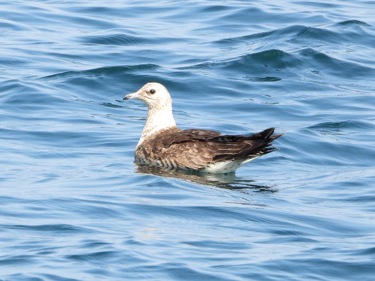 短尾賊鷗 - ML647013908