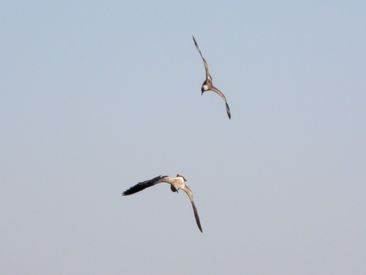 短尾賊鷗 - ML647013909