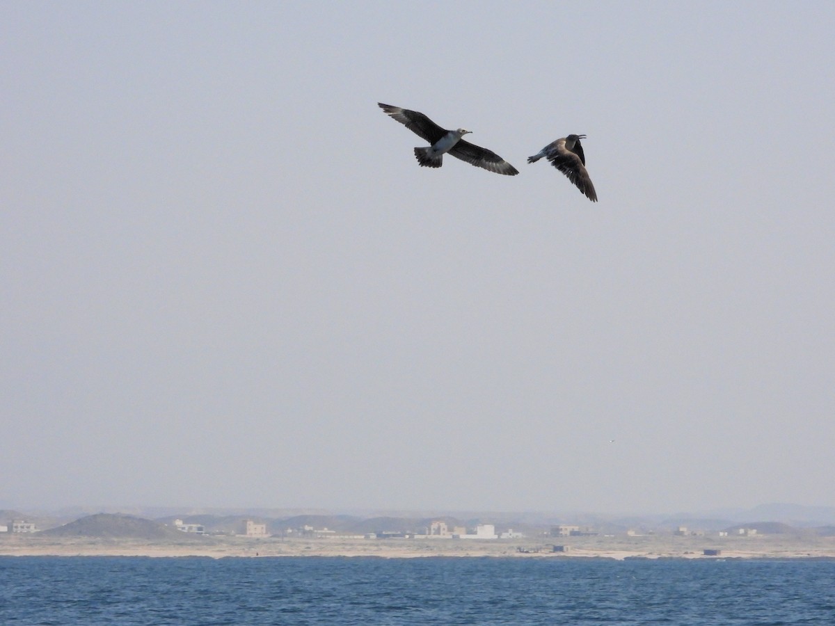 短尾賊鷗 - ML647013910