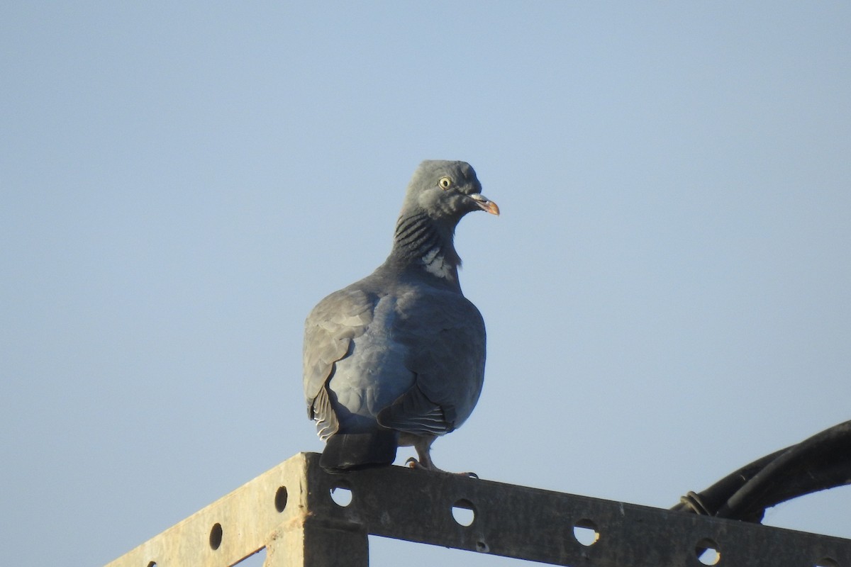 Common Wood-Pigeon - ML647013911