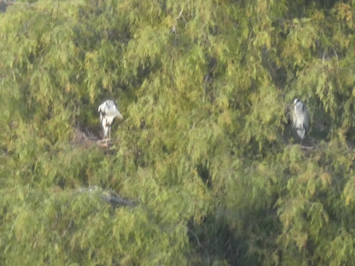 蒼鷺 - ML647013912