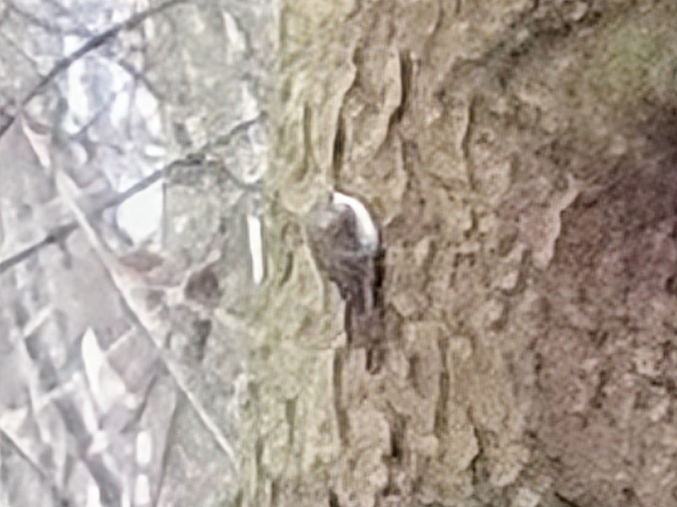 Short-toed Treecreeper - ML647013915