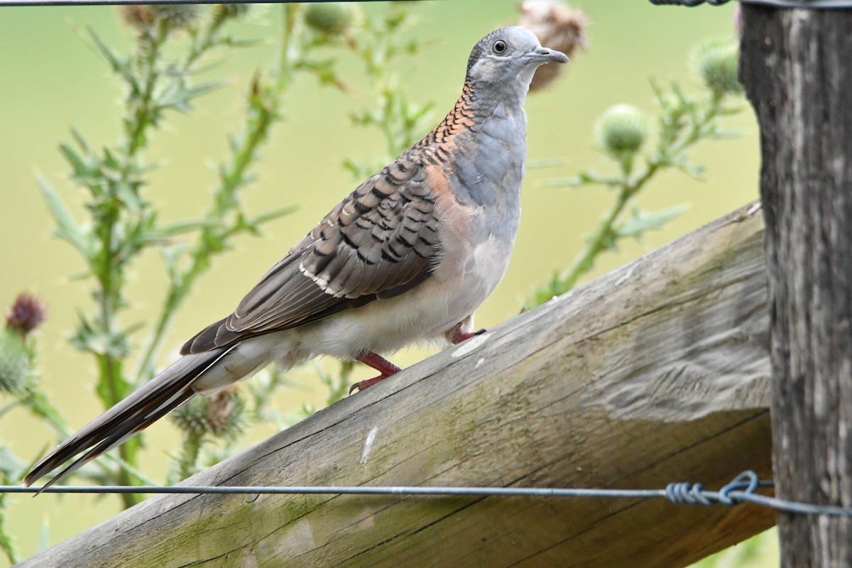 Bar-shouldered Dove - ML647013917