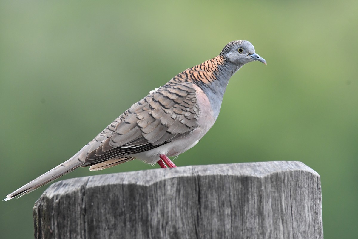 Bar-shouldered Dove - ML647013918
