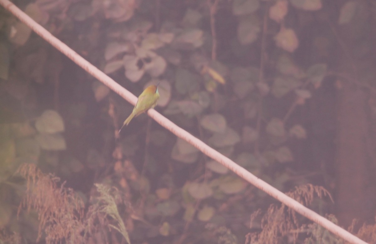 Asian Green Bee-eater - ML647013919
