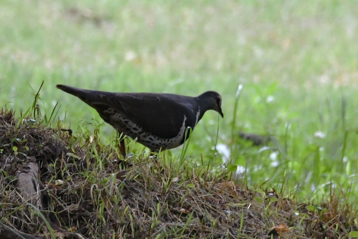 Wonga Pigeon - ML647013920