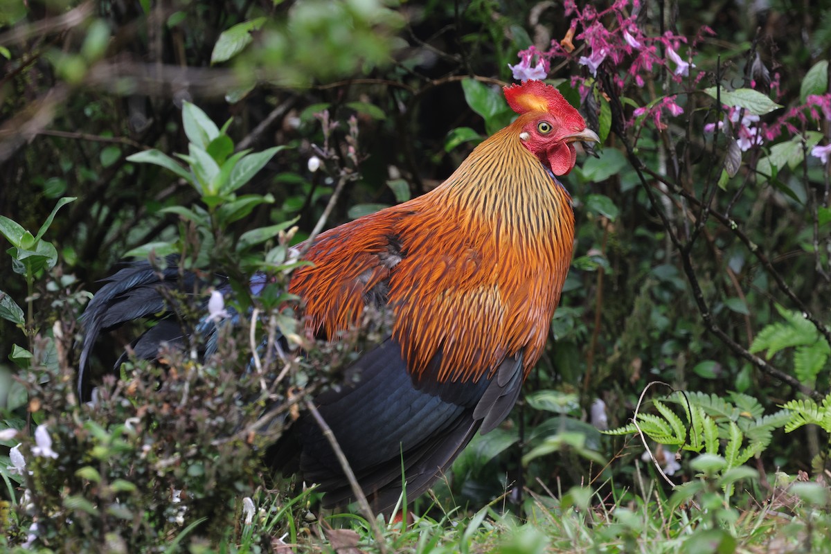 Sri Lanka Junglefowl - ML647013921