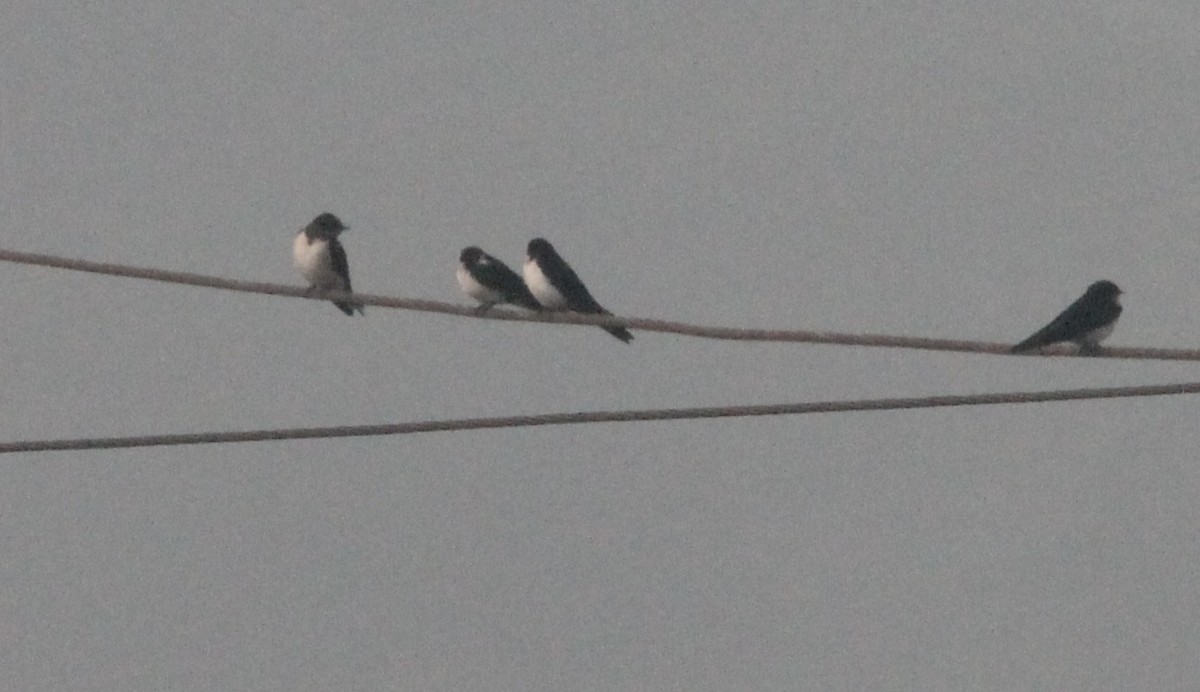 Wire-tailed Swallow - ML647013923